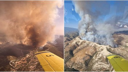 cats_fx34zu5.width-750