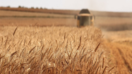 σιτάρι 900χ506