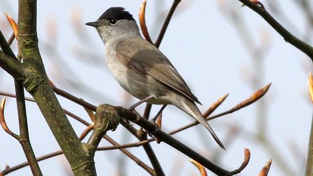 Sylvia_atricapilla_-Lullington_Heath,_East_Sussex,_England_-male-8