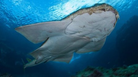 aggelokarxarias_exo2662020-768x512