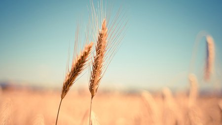 wheat_grain