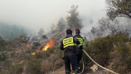 Τμήμα-Δασων