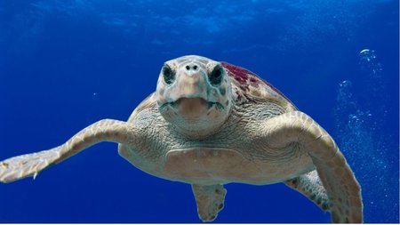 Loggerhead turtle kareta kareta