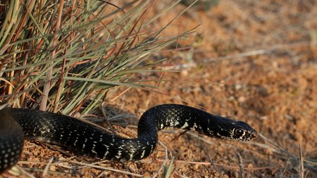 Κυπριακό φίδι (Hierophis cypriensis)