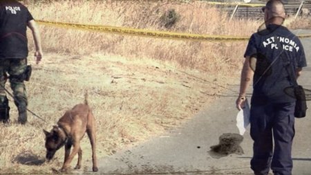 cats_adNQp3F.width-750