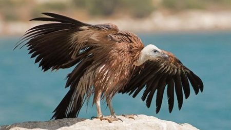 Γύπας-Πυρόχρους-