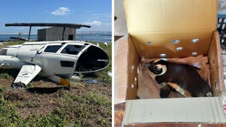 south_africa_penguin