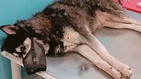 araxova_oliver_arthro