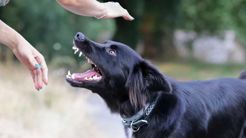 dog_jaws_shutter.jpg