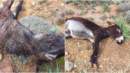 collage_T6yrKdr.width-750