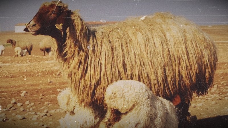 turkiye-nin-en-buyuk-tarim-isletmesinde-ivesi-12883079_amp