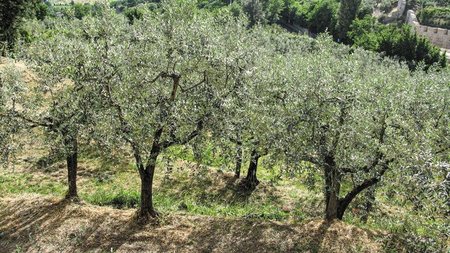 ΒΙΟΚΑΛΙΕΡΓΕΙΑ