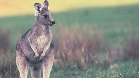kangaroo-4316456_1280
