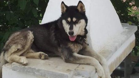 arahova-skylos88-2-1-1-1-1