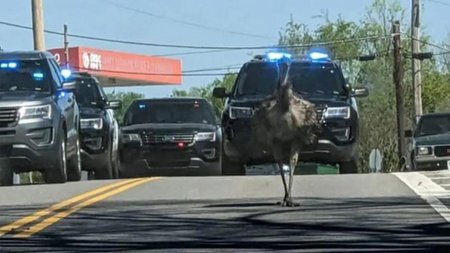 capture_strour-(1)_201520