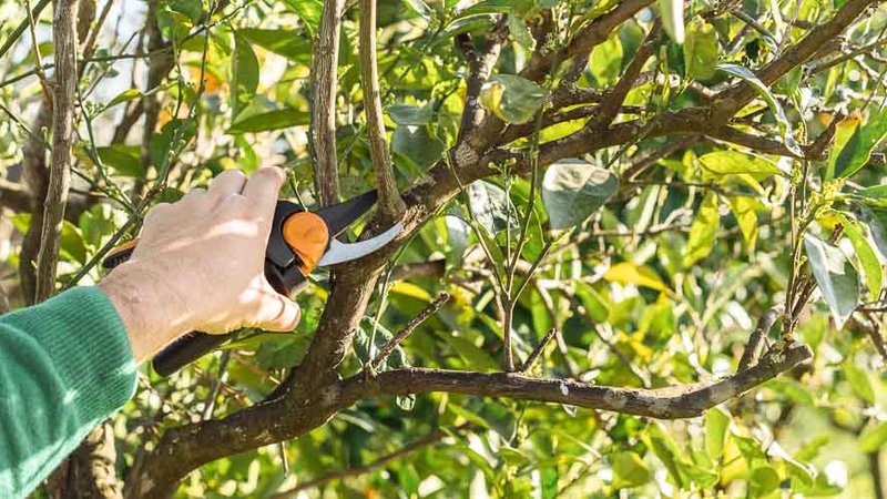 mistikakipou-kladema_portokalias