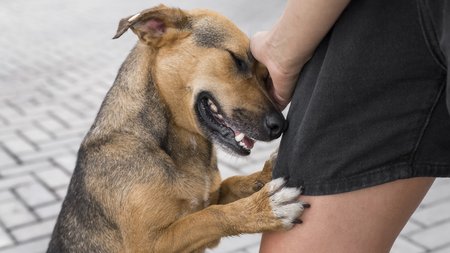 13307_adorable-dog-shelter-showing-affection