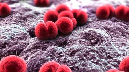 men-morphology-of-neisseria-meningitidis-morphology-of-n.-meningitidis-meningococcus-what-is-the-shaper-of-meningococcus-culture-characteristics-of-neisseria-meningitidis