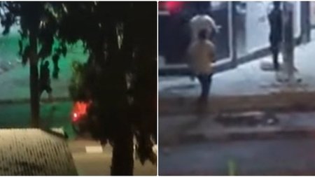 cats_qNP3Mbm.width-750