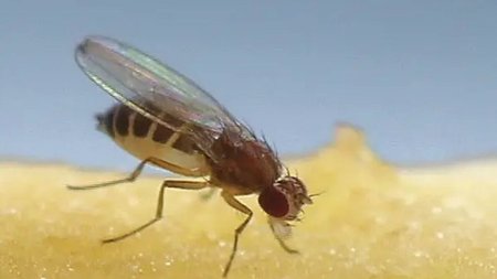 fruit-fly-feeding-close-up_631x461