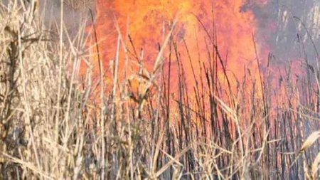 fotia-kalamies-696x466-1