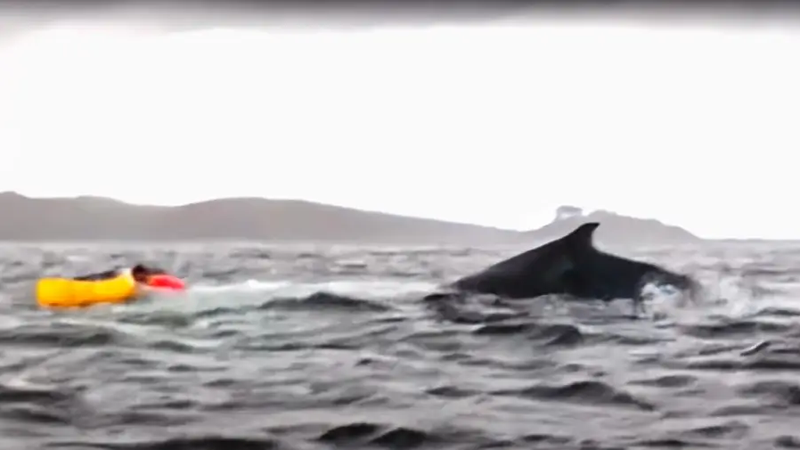 chile-whale