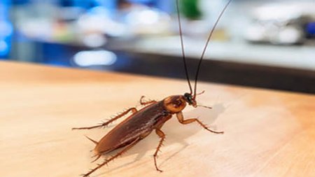 katsarida-irakleio-crete