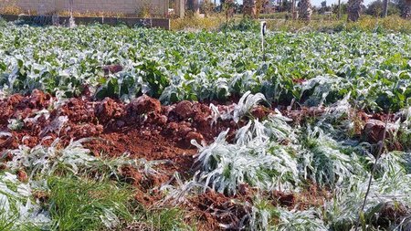 kalliergiespagetosam3