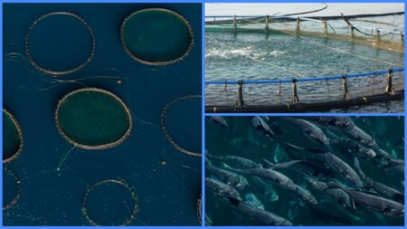 Kimargo Fishfarm
