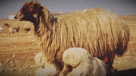 turkiye-nin-en-buyuk-tarim-isletmesinde-ivesi-12883079_amp