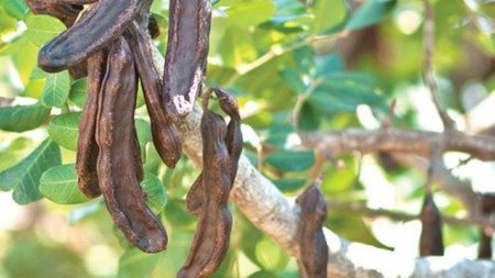 haroypia-i-xylokeratia-ceratonia-siliqua-30-40-ek-ypsos_0