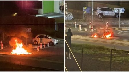 cats_W1MStCU.width-750