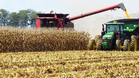 kalampoki-o-kauswnas-epirease-arnitika-tin-paragwgi-696x497