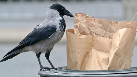 bird_rubbish_waste