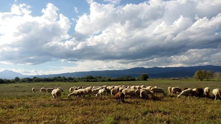 ΚΤΗΝΟΤΡΟΦΙΑ
